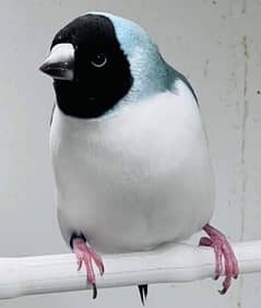 Special Discounts On all Gouldian