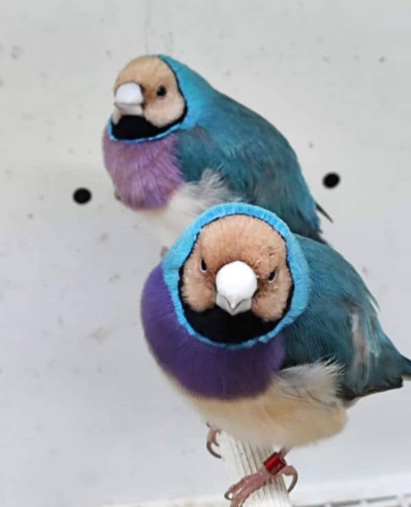 Blue n Blue Split Gouldian Pairs n Chicks 2