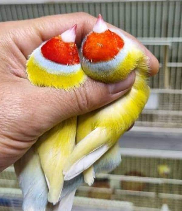 Blue n Blue Split Gouldian Pairs n Chicks 9