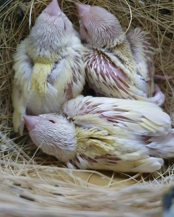 Blue n Blue Split Gouldian Pairs n Chicks 11