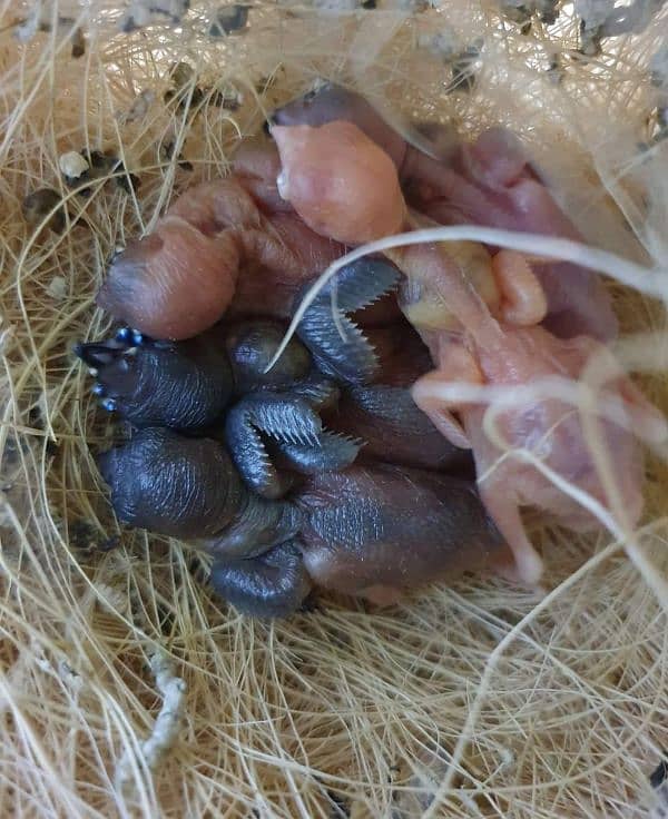 Blue n Blue Split Gouldian Pairs n Chicks 17