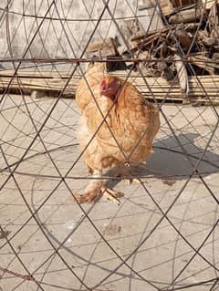 fancy hen for sell