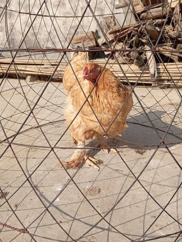 fancy hen for sell 0