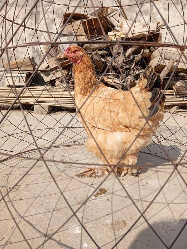 fancy hen for sell 1