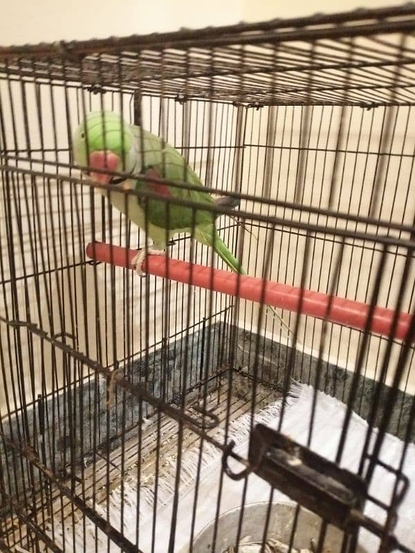 Raw parrot 2