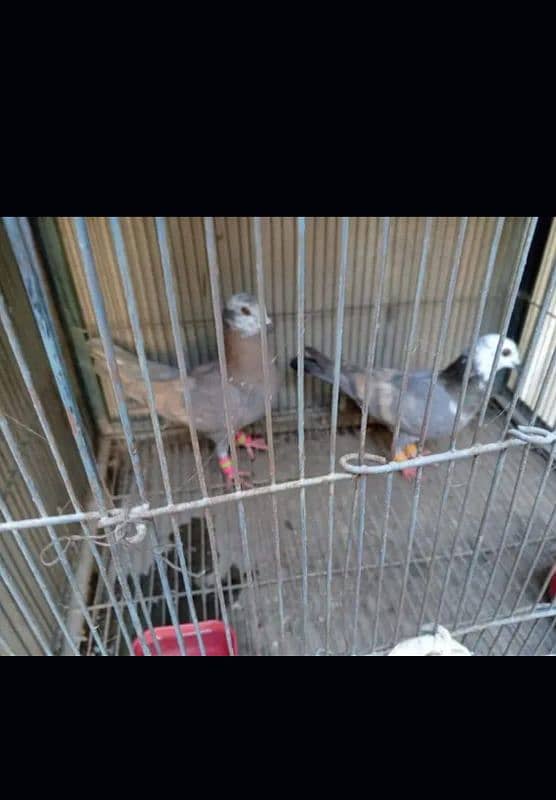 healthy & active pair for sale 0