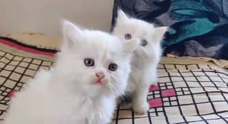 Persian cat sale male or female my whatsapp03230097122