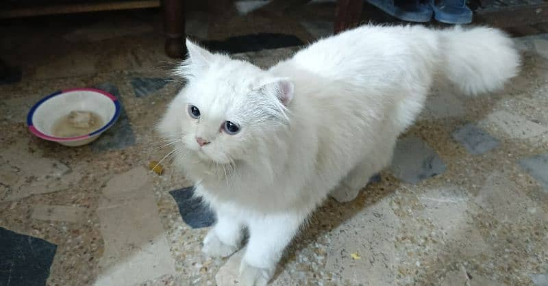 stud Persian male 0