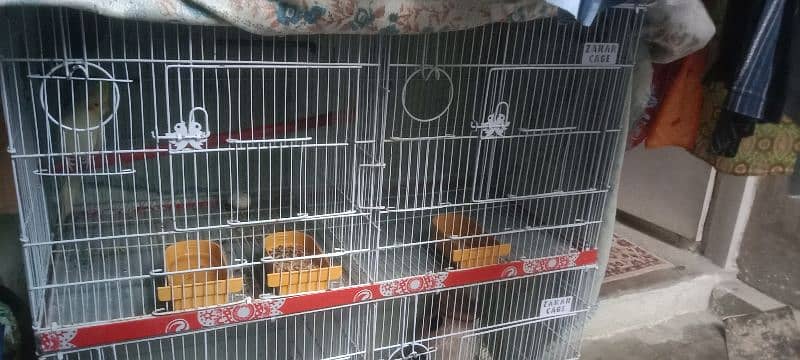 cockatiel pair with Cage 0