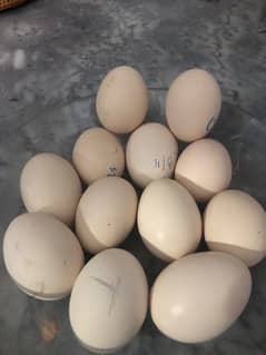 silki eggs