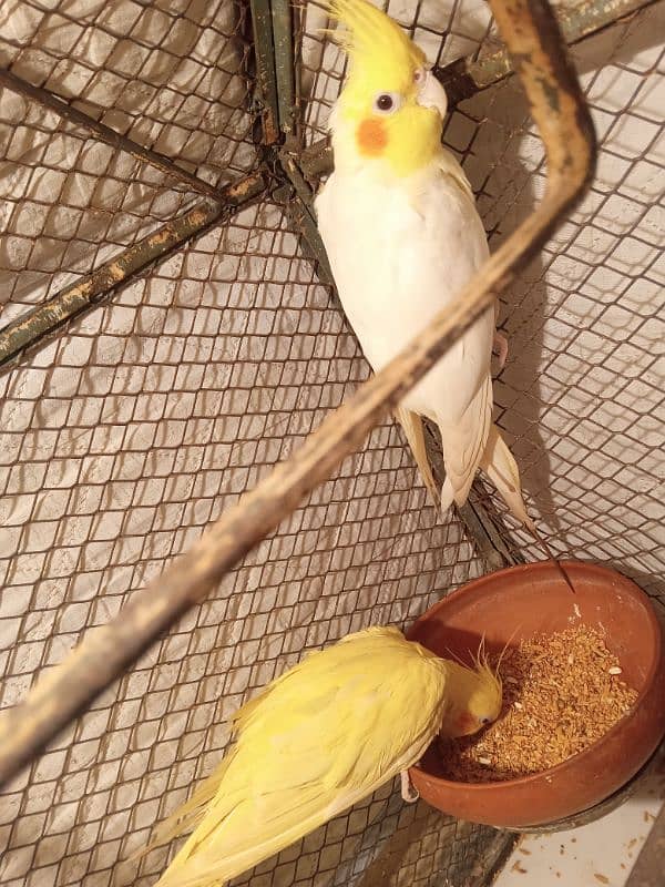 white male cocktail and yellow female cocktail 1