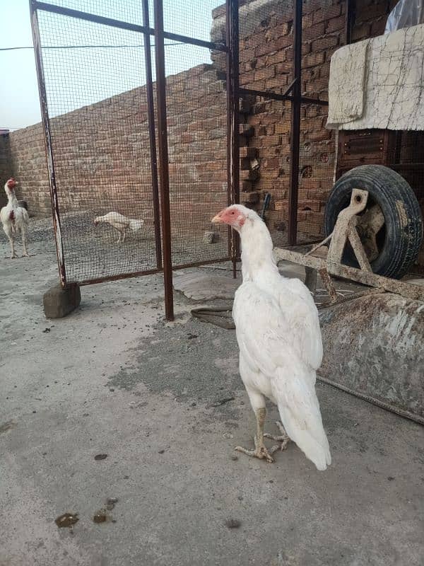 quality paper white breeder heera female 4