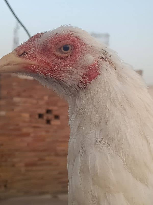 quality paper white breeder heera female 5