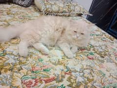 Persian cat long coat