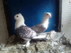 Mix pigeons for sale