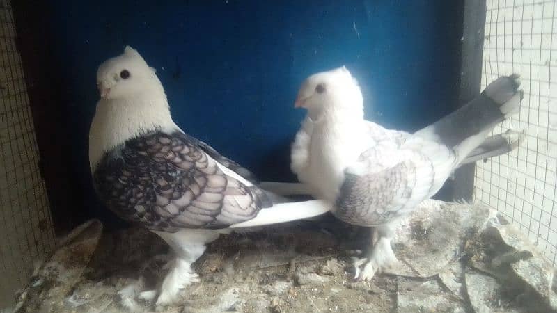 Mix pigeons for sale 1