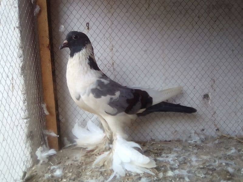 Mix pigeons for sale 2