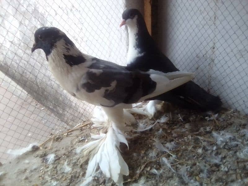 Mix pigeons for sale 3