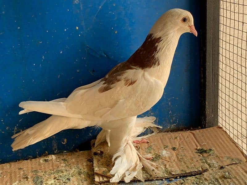 Mix pigeons for sale 5