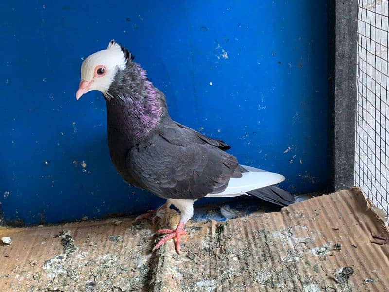 Mix pigeons for sale 7