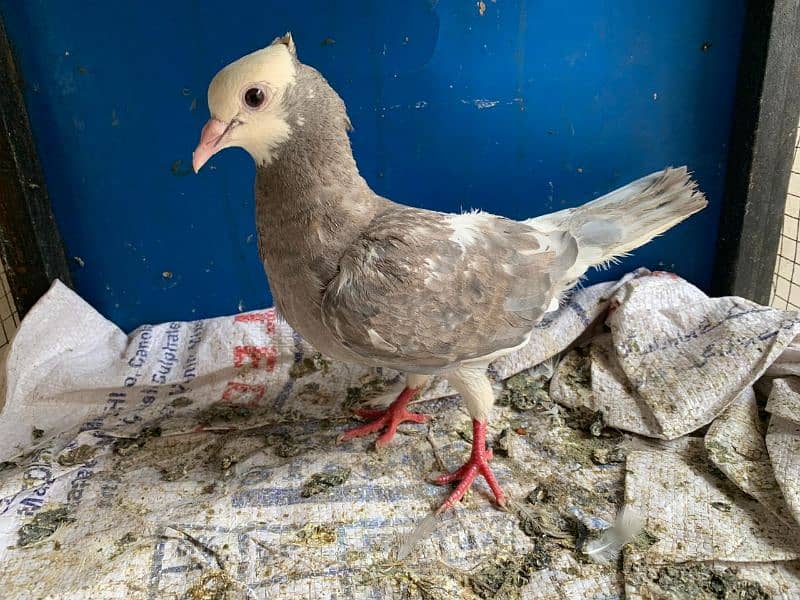 Mix pigeons for sale 8