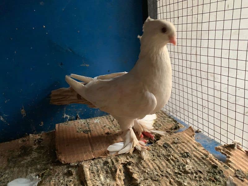 Mix pigeons for sale 9