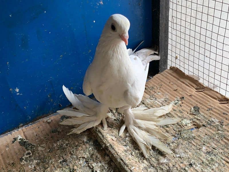 Mix pigeons for sale 12