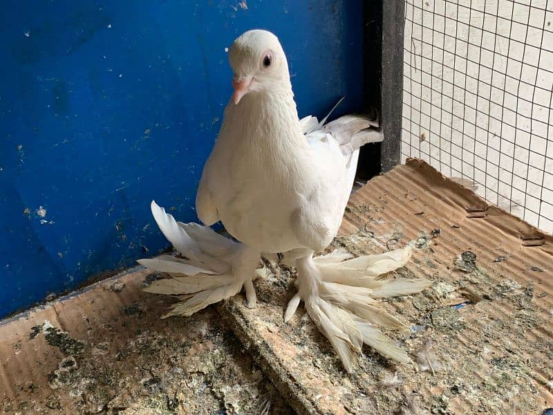 Mix pigeons for sale 13