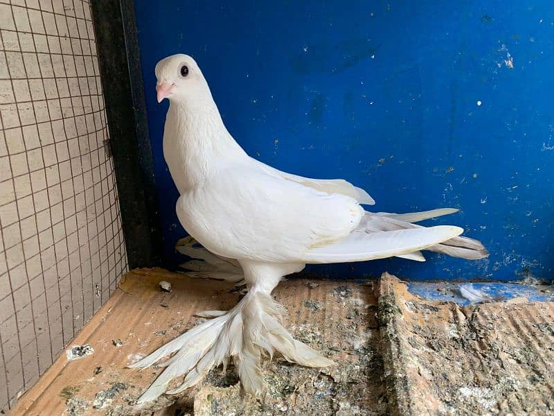 Mix pigeons for sale 14