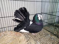 fantail pigeons for sale