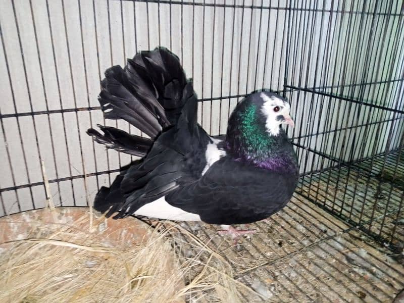 fantail pigeons for sale 1