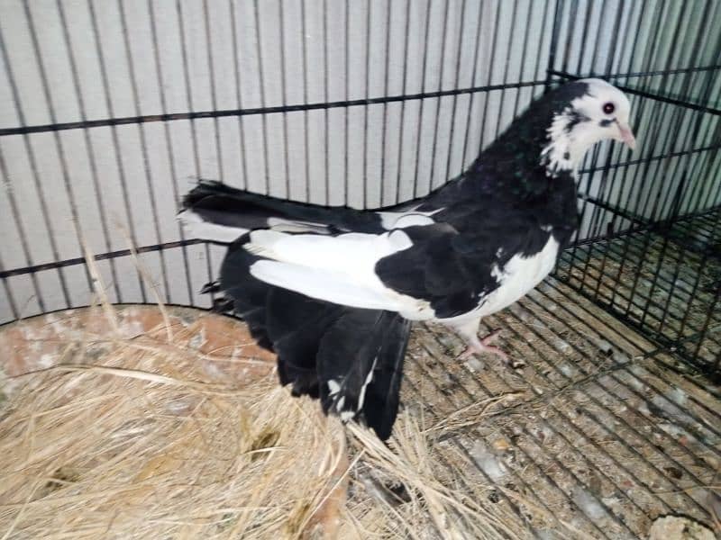 fantail pigeons for sale 2