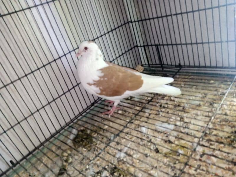 fantail pigeons for sale 3