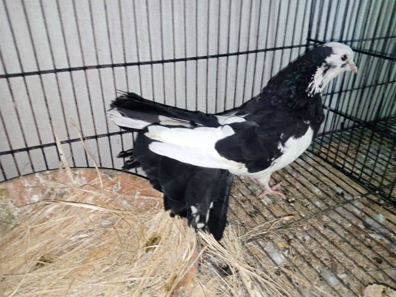 fantail pigeons for sale 4