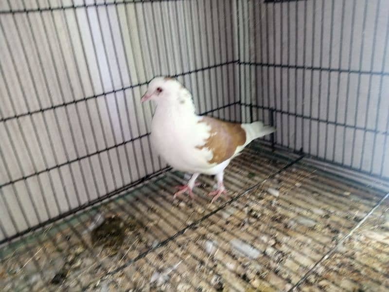 fantail pigeons for sale 5