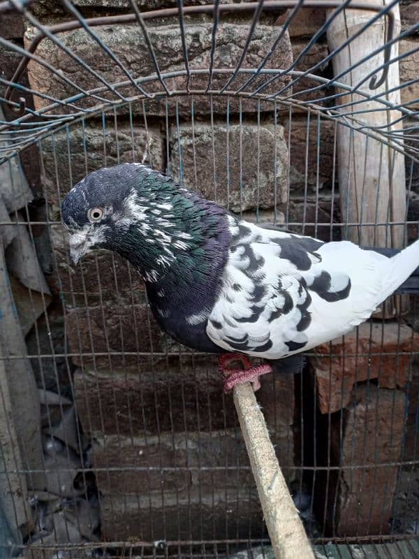 beautiful pigeon 5