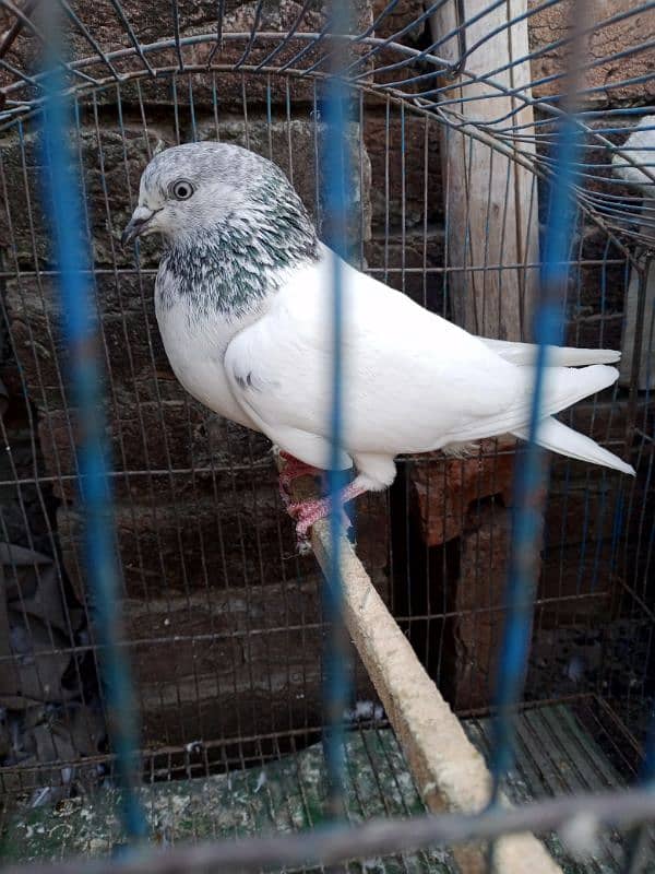 beautiful pigeon 8