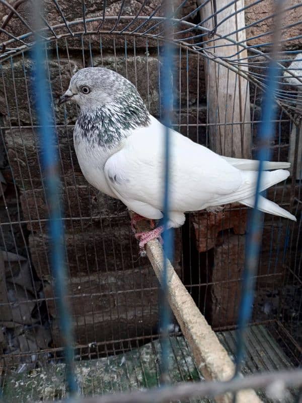 beautiful pigeon 9