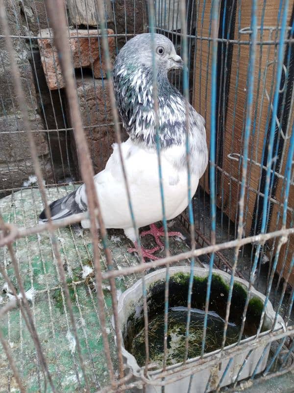 beautiful pigeon 10