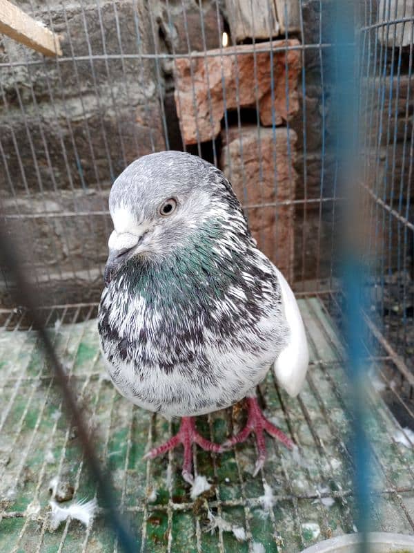 beautiful pigeon 11