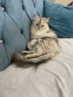 Persian Cats for Adoption