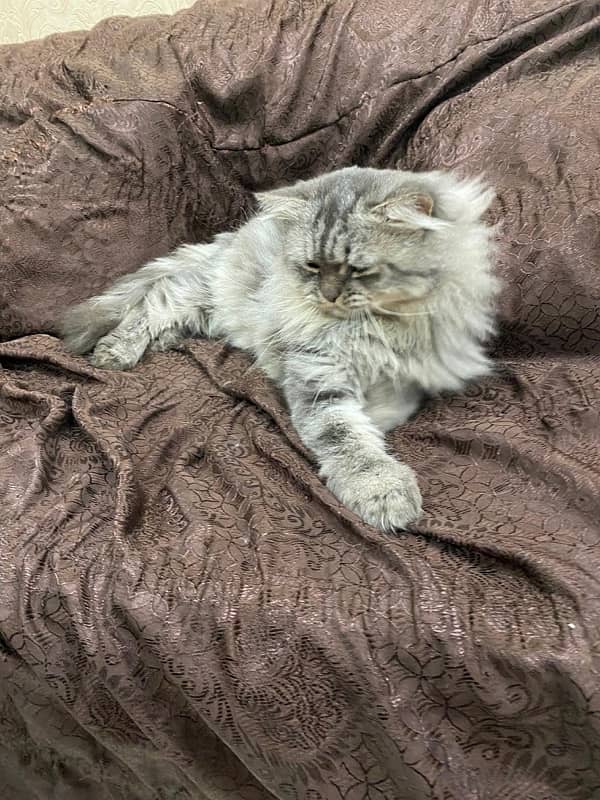 Persian Cats for Adoption 1