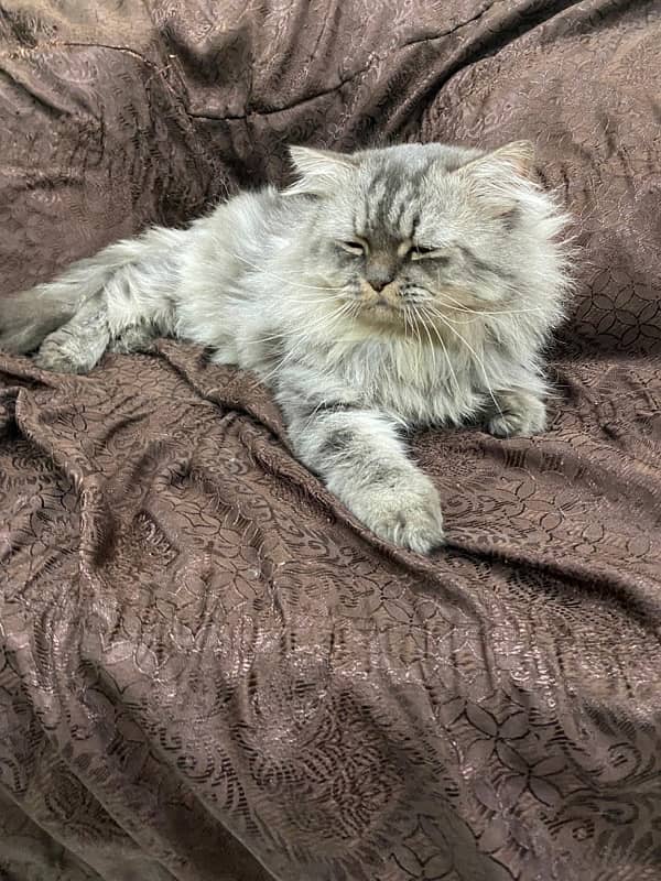 Persian Cats for Adoption 3