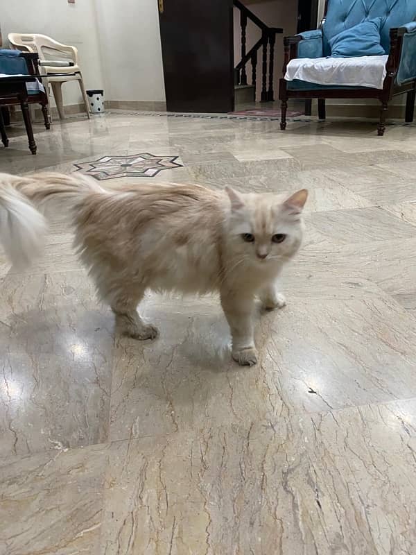 Persian Cats for Adoption 4