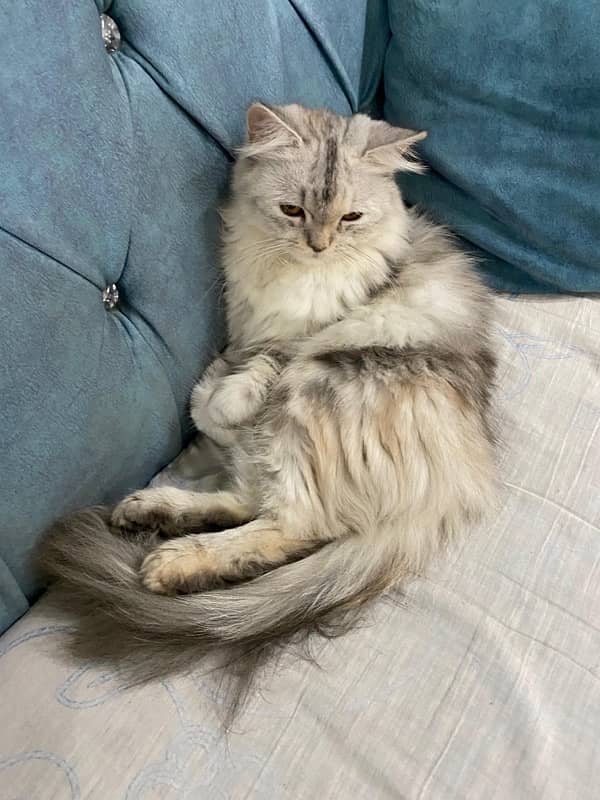 Persian Cats for Adoption 8