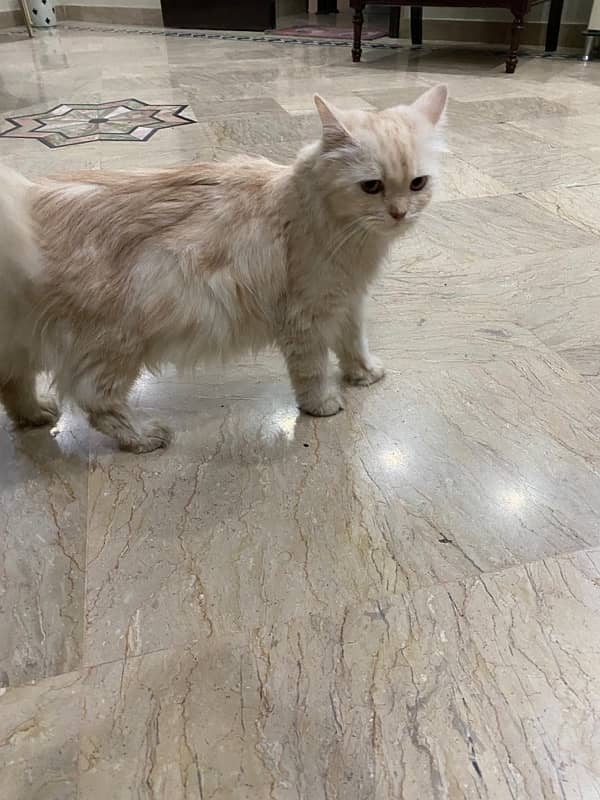 Persian Cats for Adoption 10