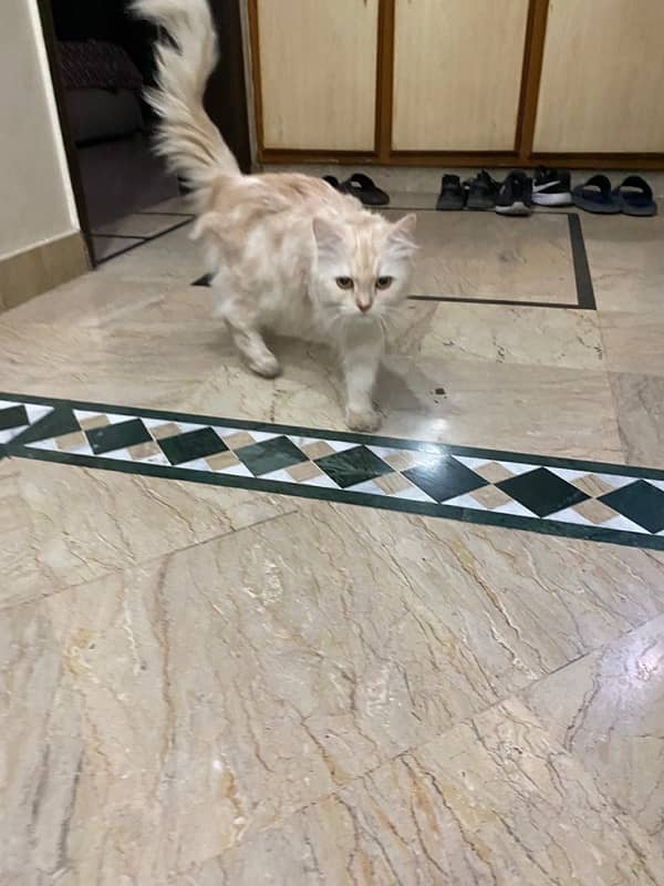 Persian Cats for Adoption 11