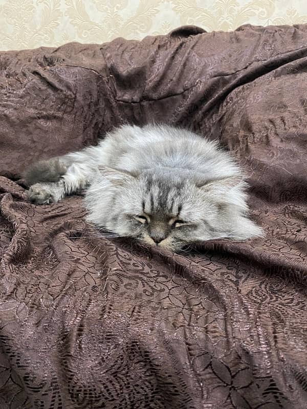 Persian Cats for Adoption 12