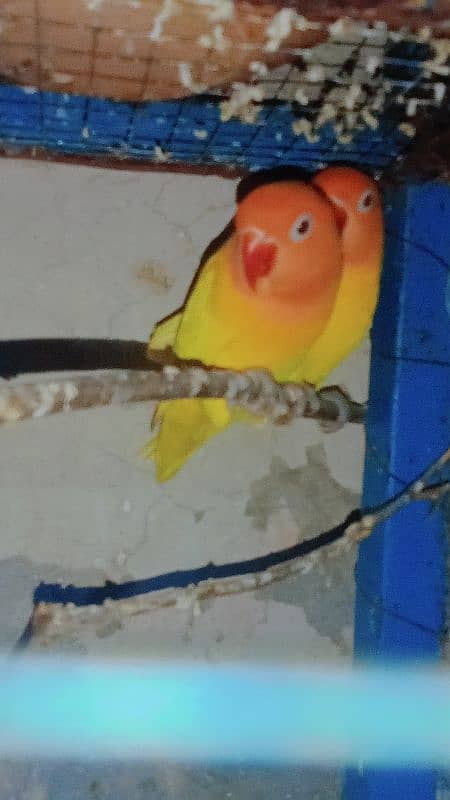 lutino love bird 2