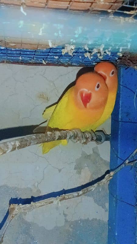 lutino love bird 3